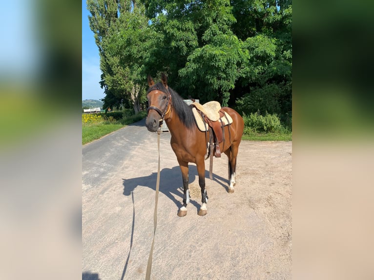 Arabian horses Mare 4 years 15,2 hh Brown in Altrip