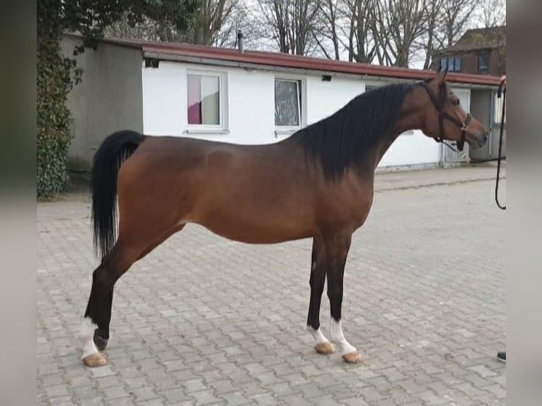 Arabian horses Mare 4 years 15,2 hh Brown in Ustersbach