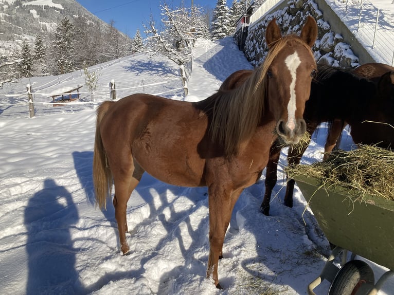 Arabian horses Mare 4 years 15,2 hh Chestnut-Red in Steinen