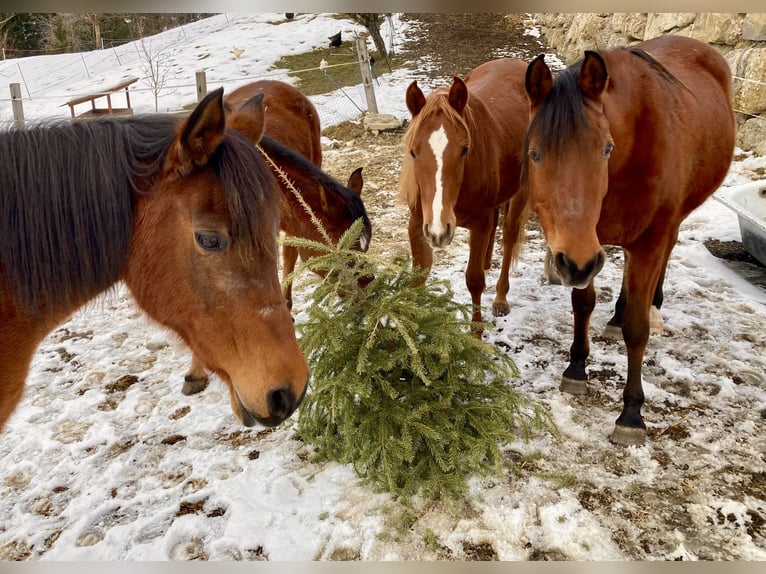 Arabian horses Mare 4 years 15,2 hh Chestnut-Red in Steinen