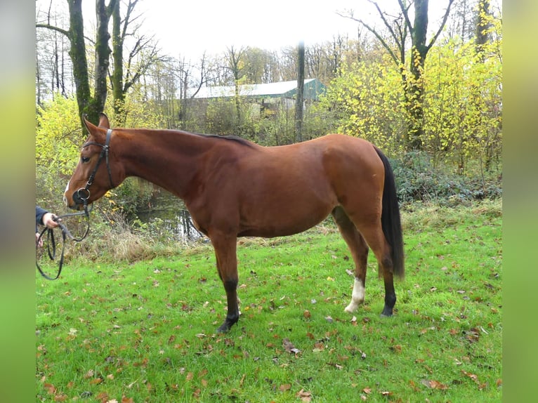 Arabian horses Mare 4 years 15 hh Brown in Radevormwald