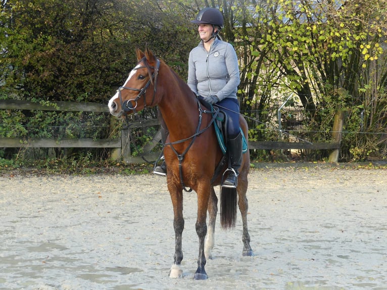 Arabian horses Mare 4 years 15 hh Brown in Radevormwald