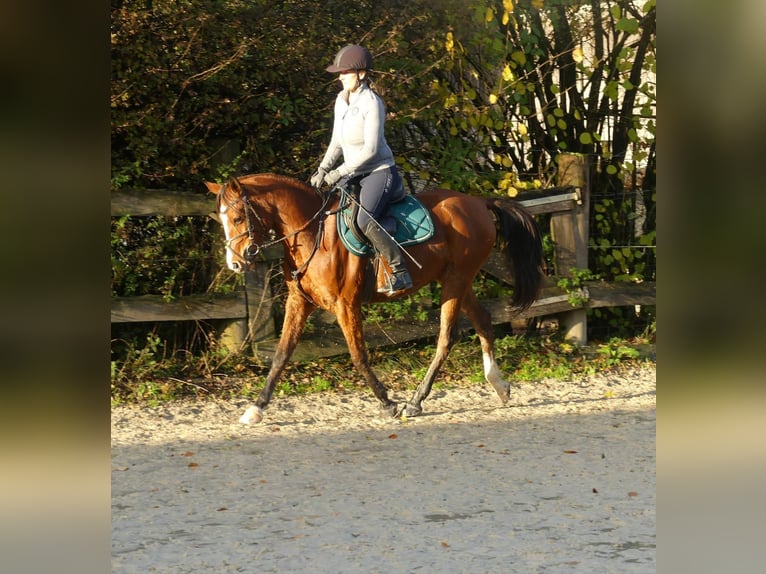 Arabian horses Mare 4 years 15 hh Brown in Radevormwald