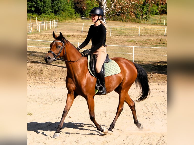 Arabian horses Mare 4 years 15 hh Brown in Kehl