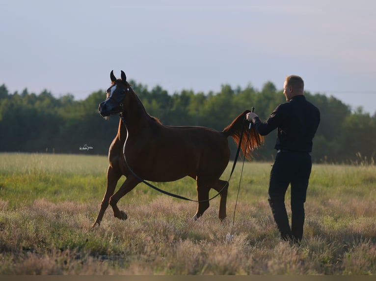 Arabian horses Mare 4 years 15 hh Chestnut-Red in Broncin