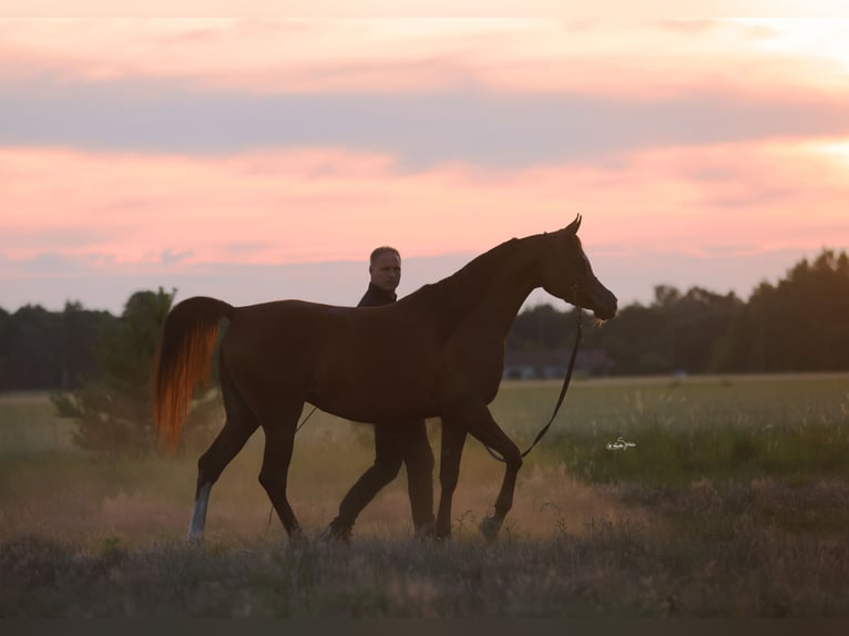 Arabian horses Mare 4 years 15 hh Chestnut-Red in Broncin