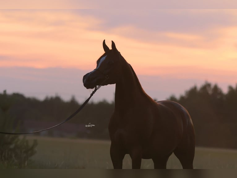 Arabian horses Mare 4 years 15 hh Chestnut-Red in Broncin