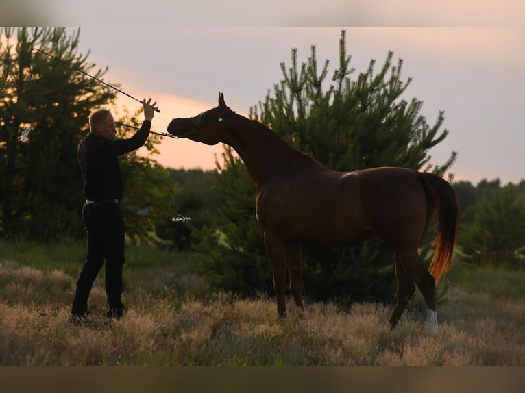 Arabian horses Mare 4 years 15 hh Chestnut-Red in Broncin