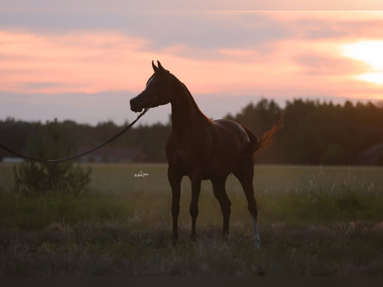 Arabian horses Mare 4 years 15 hh Chestnut-Red in Broncin