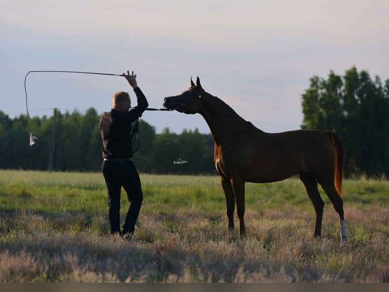 Arabian horses Mare 4 years 15 hh Chestnut-Red in Broncin