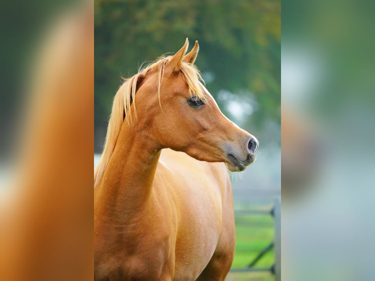 Arabian horses Mare 4 years 15 hh Chestnut-Red in Hellendoorn