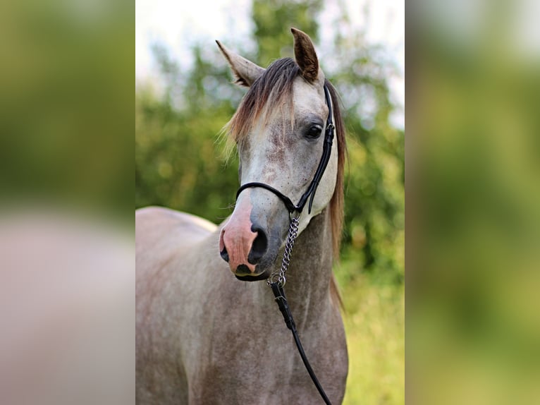 Arabian horses Mare 4 years 15 hh Gray in Zábřeh