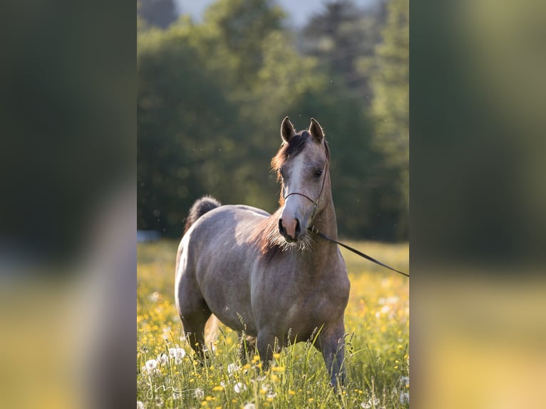 Arabian horses Mare 4 years 15 hh Gray in Söll