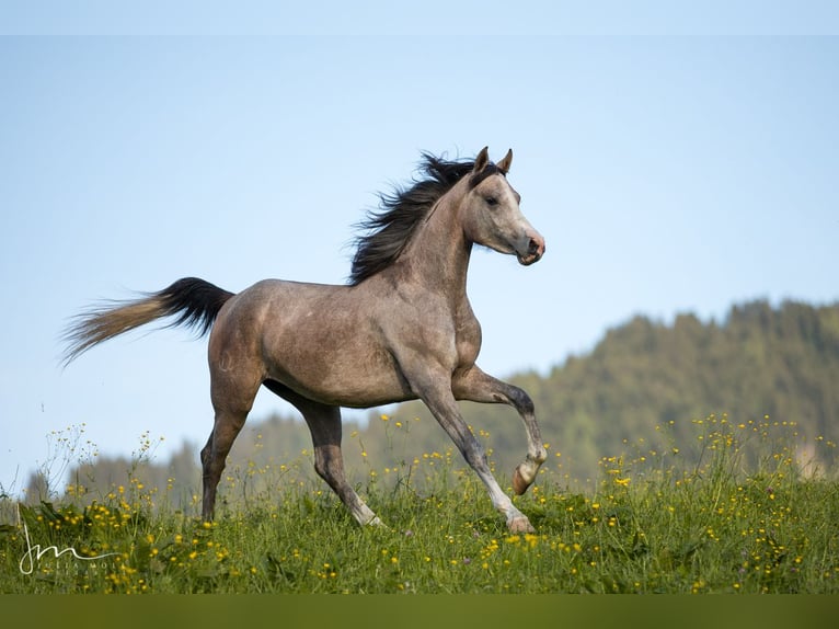 Arabian horses Mare 4 years 15 hh Gray in Söll