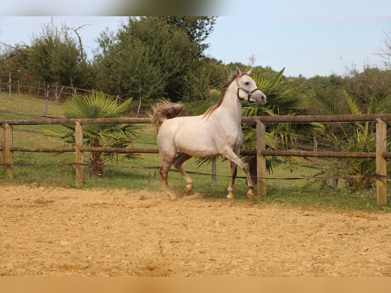 Arabian horses Mare 4 years 15 hh Gray in Trie sur Baise