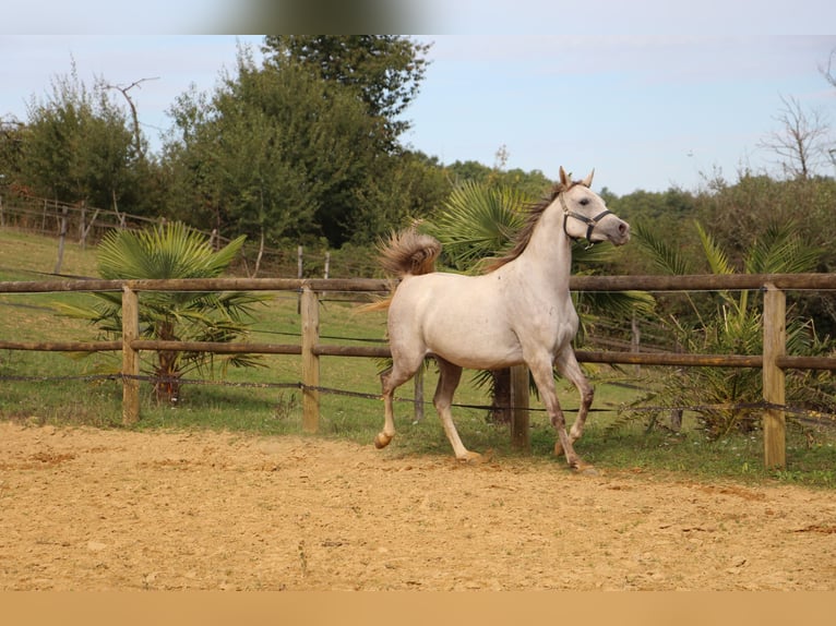 Arabian horses Mare 4 years 15 hh Gray in Trie sur Baise