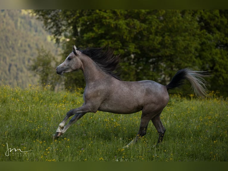 Arabian horses Mare 4 years 15 hh Gray in Söll