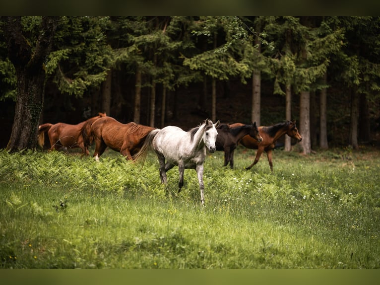 Arabian horses Mare 4 years 15 hh Grey in Zgornji Tuhinj, Kamnik