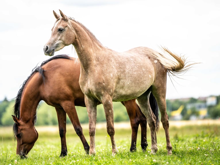Arabian horses Mare 4 years 15 hh Grey in Herzberg am Harz