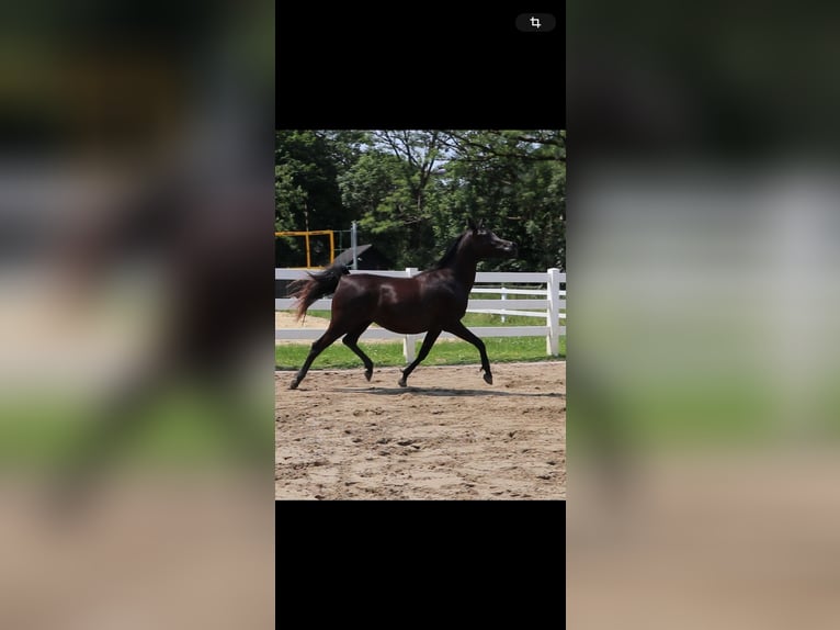 Arabian horses Mare 4 years 15,1 hh Black in Starzach