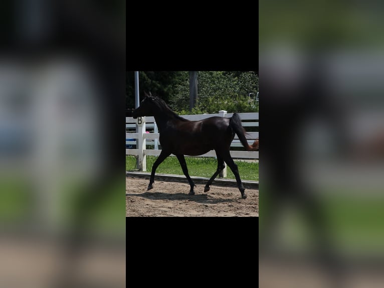 Arabian horses Mare 4 years 15,1 hh Black in Starzach