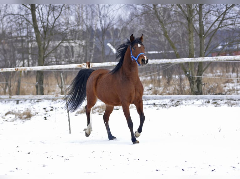 Arabian horses Mare 4 years 15,1 hh Brown in Lodz
