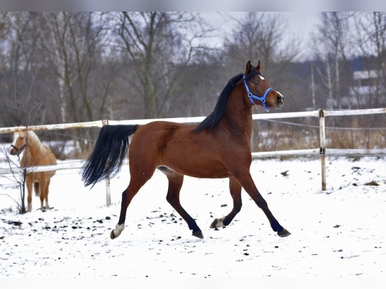 Arabian horses Mare 4 years 15,1 hh Brown in Lodz