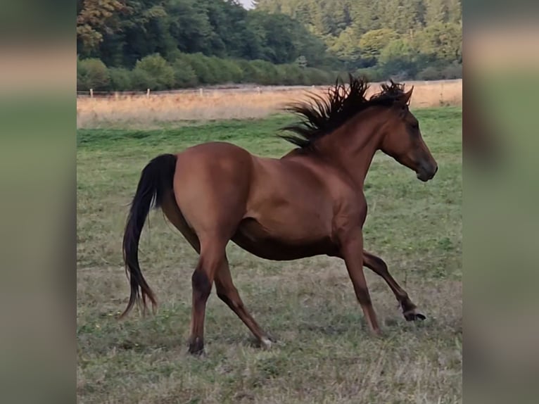 Arabian horses Mare 4 years 15,1 hh Brown in Courcelles-Frémoy