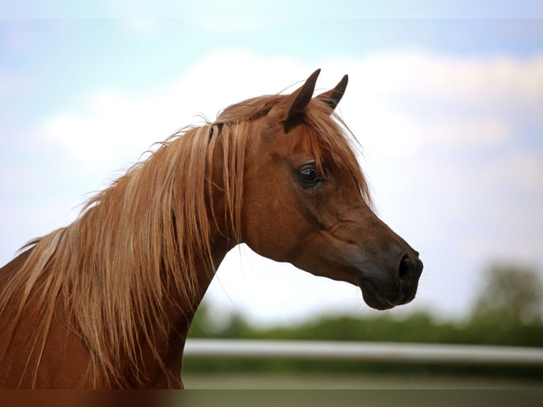 Arabian horses Mare 4 years 15,1 hh Chestnut-Red in Sad&#xF3;wka