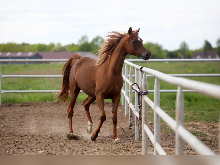 Arabian horses Mare 4 years 15,1 hh Chestnut-Red in Sad&#xF3;wka
