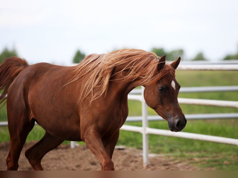 Arabian horses Mare 4 years 15,1 hh Chestnut-Red in Sad&#xF3;wka
