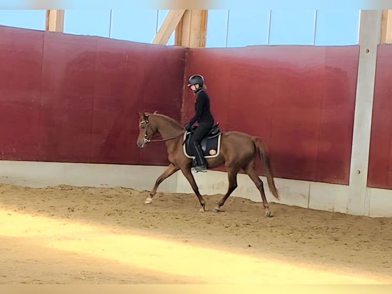 Arabian horses Mare 4 years 15,1 hh Chestnut-Red in Amtzell