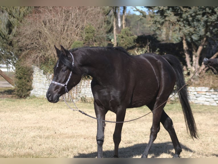 Arabian horses Mare 4 years 15,2 hh Black in Santok