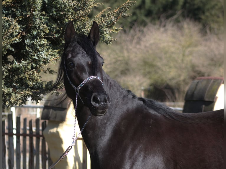 Arabian horses Mare 4 years 15,2 hh Black in Santok
