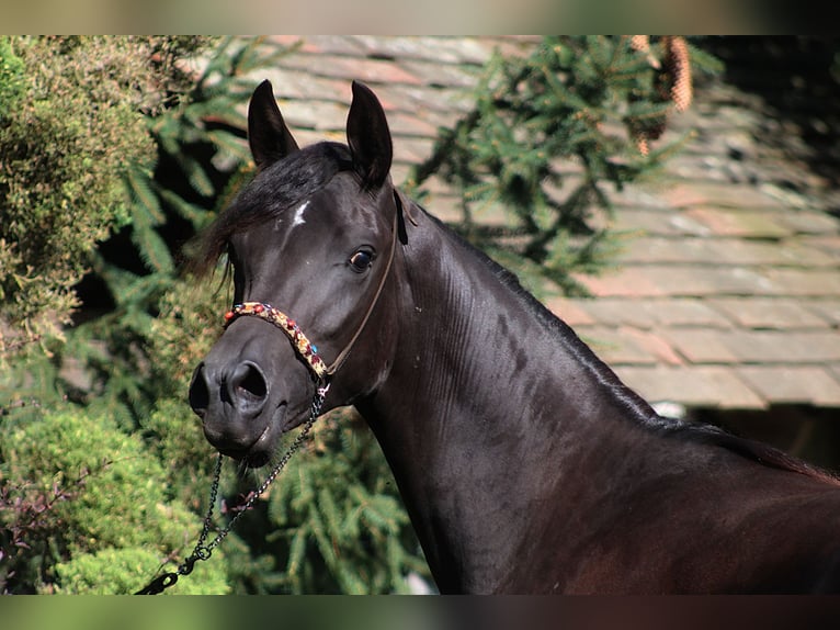Arabian horses Mare 4 years 15,2 hh Black in Santok