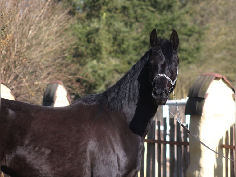 Arabian horses Mare 4 years 15,2 hh Black in Santok