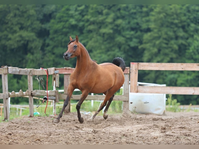 Arabian horses Mare 4 years Bay in JEZOW