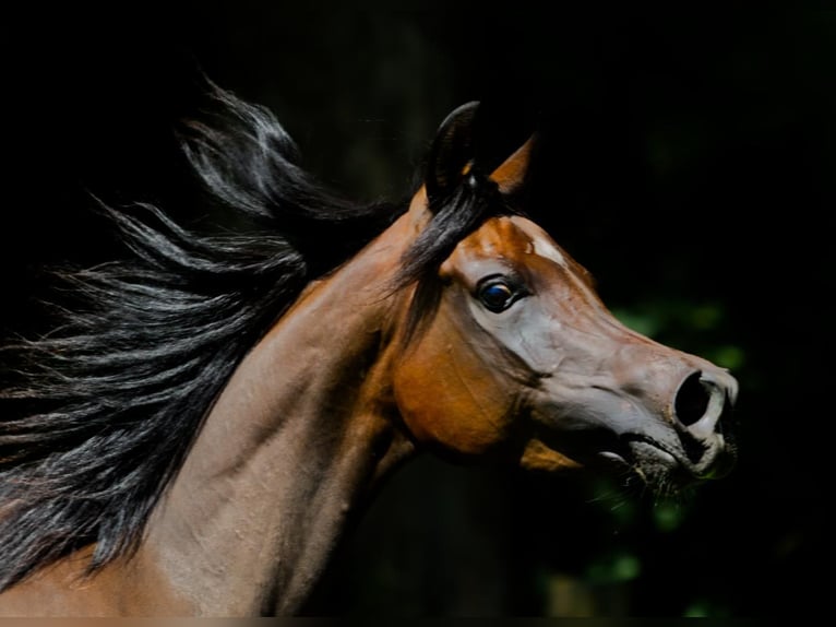 Arabian horses Mare 4 years Brown in Hetzenhausen