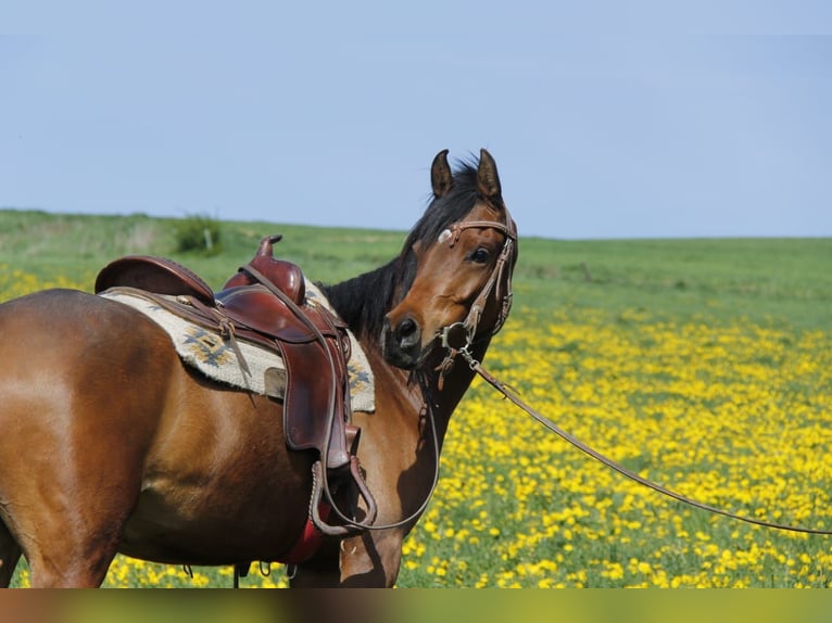 Arabian horses Mare 4 years Brown in Wallsee