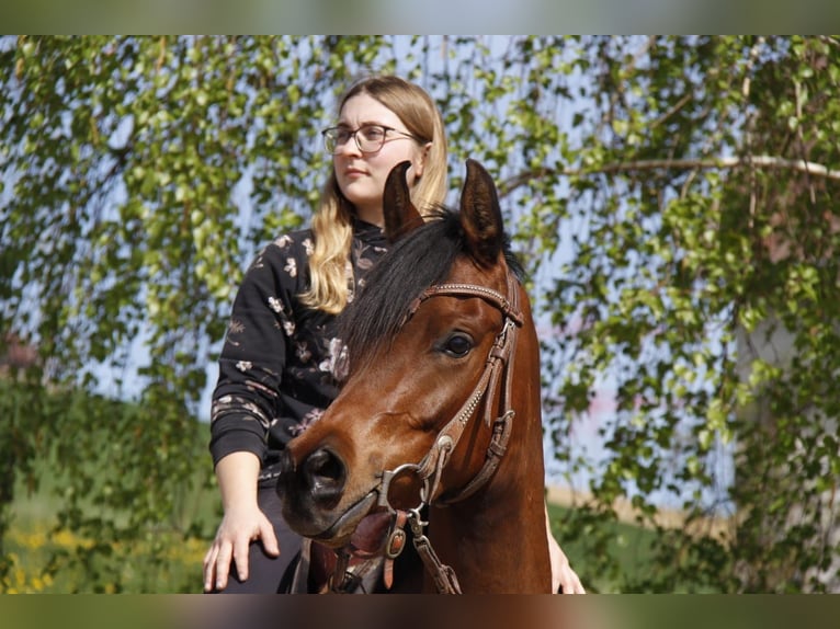 Arabian horses Mare 4 years Brown in Wallsee