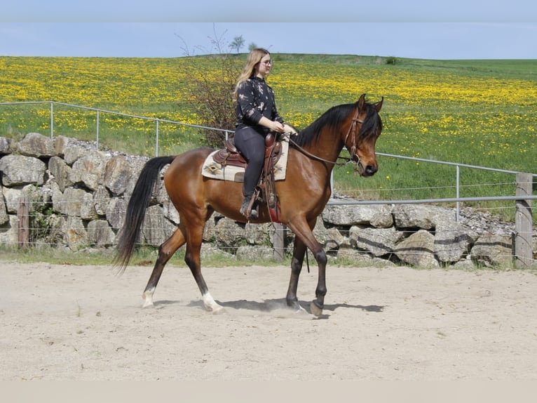 Arabian horses Mare 4 years Brown in Wallsee