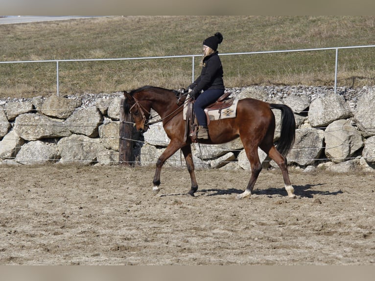 Arabian horses Mare 4 years Brown in Wallsee