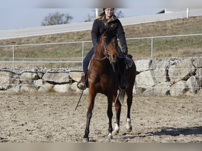 Arabian horses Mare 4 years Brown in Wallsee