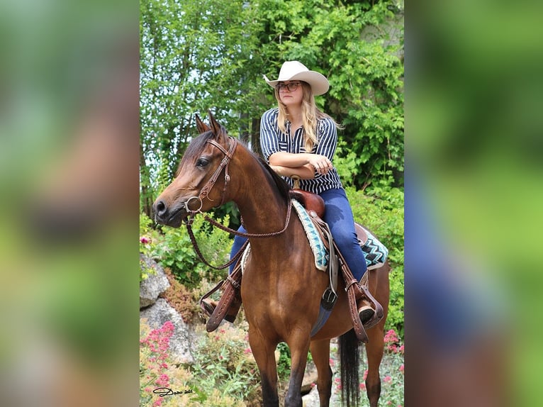 Arabian horses Mare 4 years Brown in Wallsee
