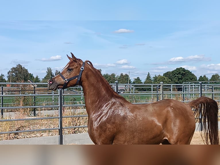 Arabian horses Mare 4 years Chestnut-Red in Gent