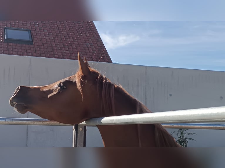 Arabian horses Mare 4 years Chestnut-Red in Gent