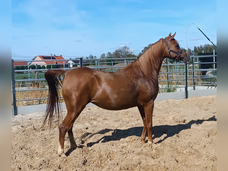 Arabian horses Mare 4 years Chestnut-Red in Gent