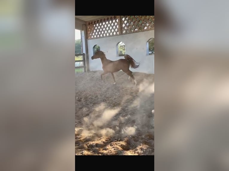 Arabian horses Mare 4 years Chestnut-Red in Treviglio