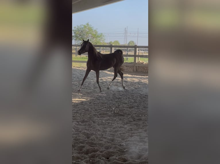 Arabian horses Mare 4 years Chestnut-Red in Treviglio