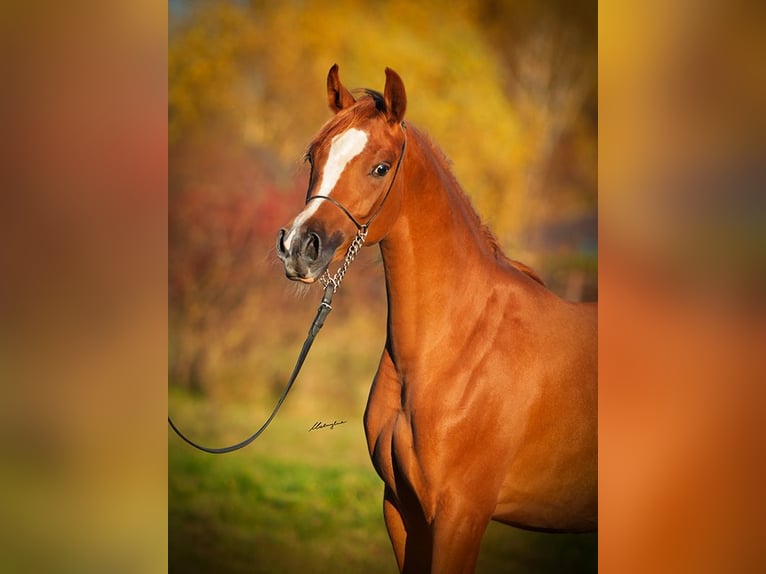 Arabian horses Mare 4 years Chestnut-Red in Strykow